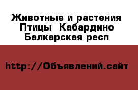 Животные и растения Птицы. Кабардино-Балкарская респ.